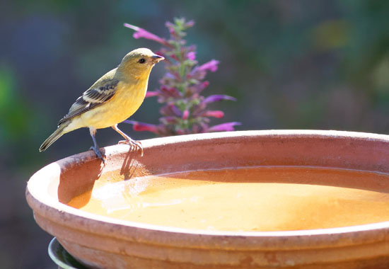 Attract birds by installing a bird bath