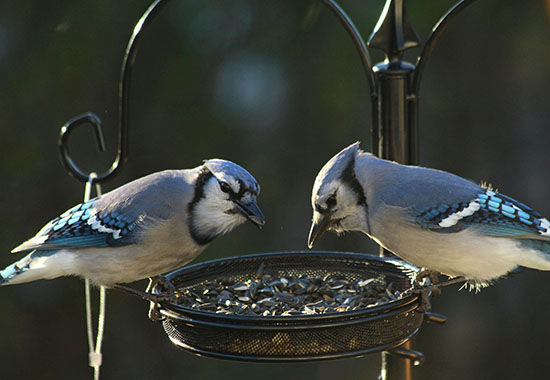 Attract birds by putting in a bird feeder