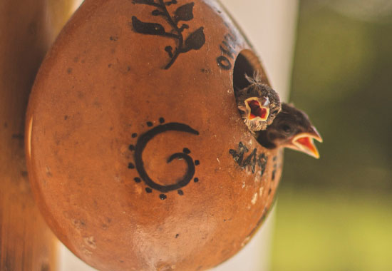 Attract birds by providing a bird house