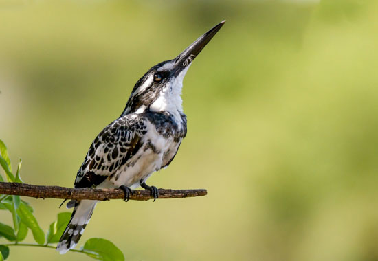 Create a Bird-Friendly Environment