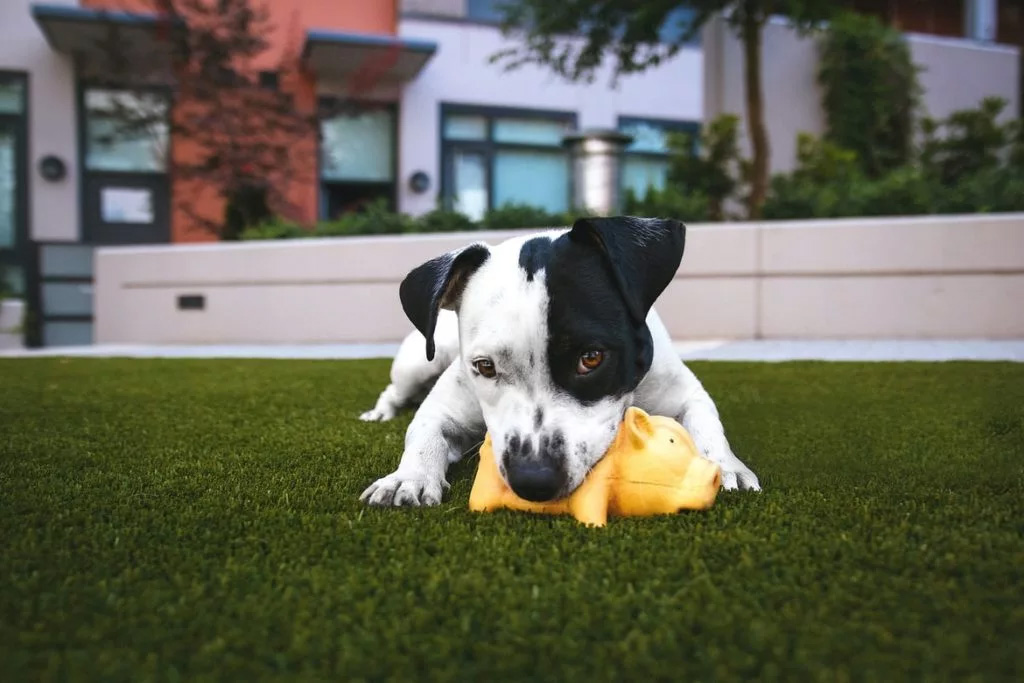 A dog playing with a toy on the grass