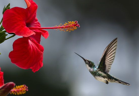 Attract birds by planting native plants