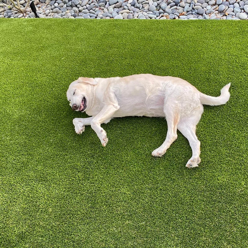 A pup playing in the yard made of FusionTurf Pet HD