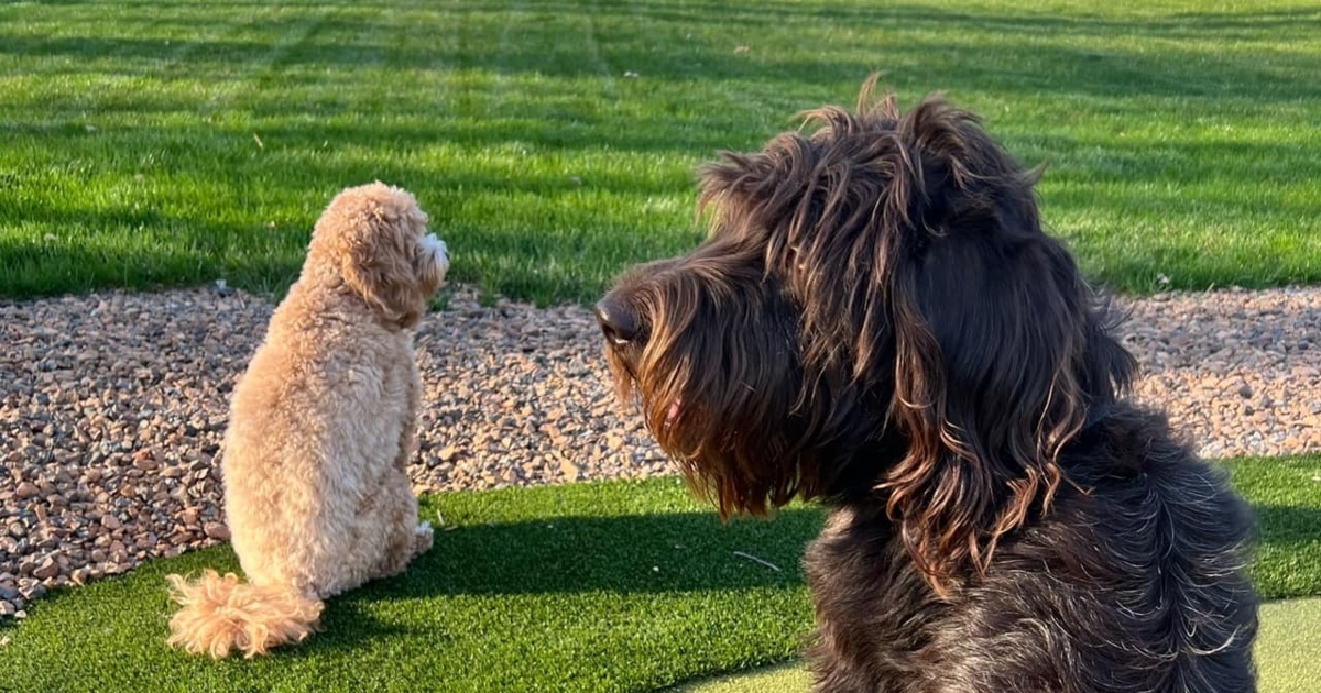 Fake Grass for Dogs: A Great Alternative to Real Grass