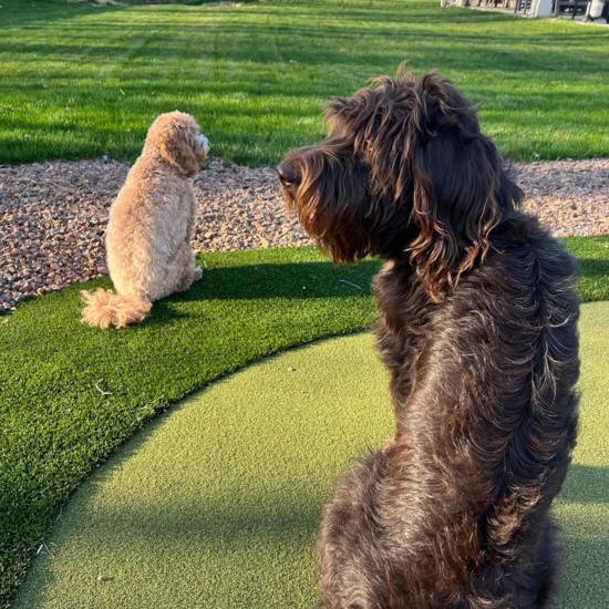 Fake Grass for Dogs: A Great Alternative to Real Grass