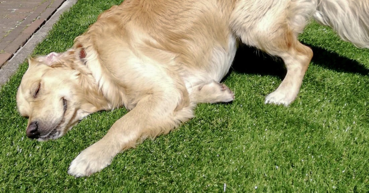 Artificial grass for playgrounds