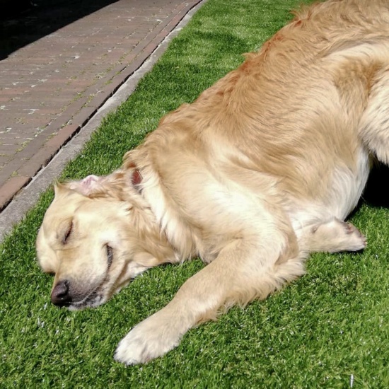Your Guide to Pet-Friendly Grass for Your K9