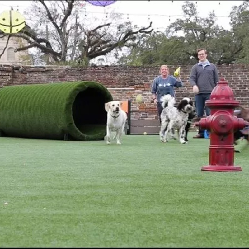 HopHounds Brew Pub & Dog Park - Dog Tunnel