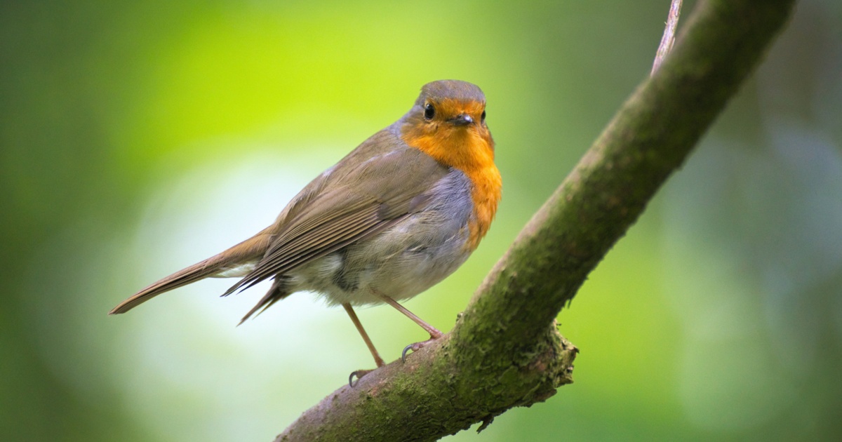 5 different ways to attract birds around your artificial turf yard