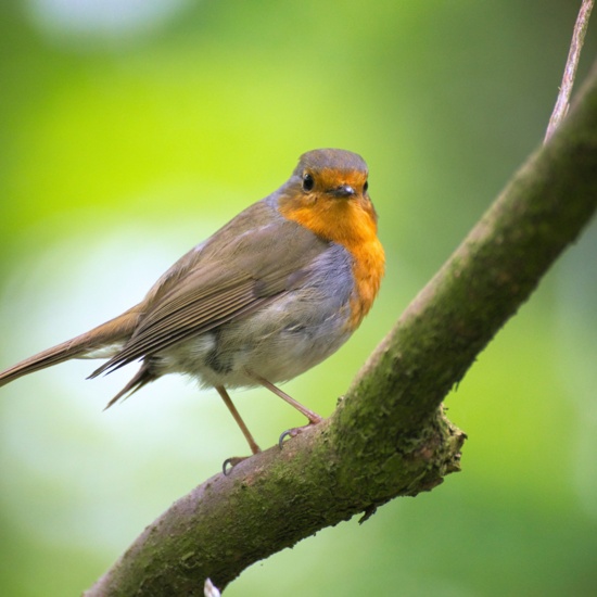 5 ways to attract birds around your artificial turf yard!